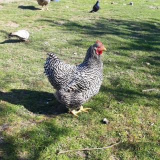 Hof-Ruesch-Bredensteen - 1