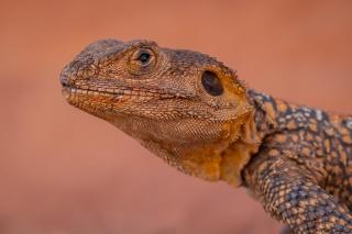 Bedouin bunch camp - 1