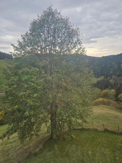 Gästehaus in ruhiger Lage zum Entspannnen - 2
