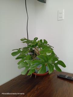 Moira Ecolodge - Armenia Laureles - Armenia - 2