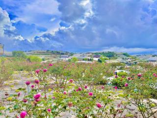 Kem Rose Trại Mát - 3