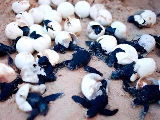 Secret Paradise Resort & Turtle Sanctuary - 2