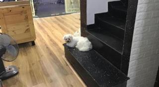 1991 HOME SAI GON - Ho Chi Minh-stad - 1