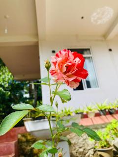 Ella Hidden Ferns - 4