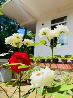 Ella Hidden Ferns - 2