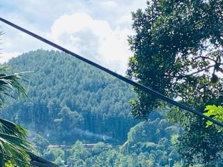 Ella Hidden Ferns - 5