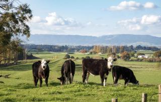 Shire Peak Farm Near Hobbiton Stunning Views - 1
