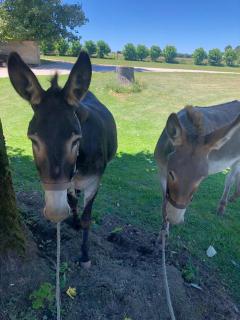Relaxing countryside cottage - 0