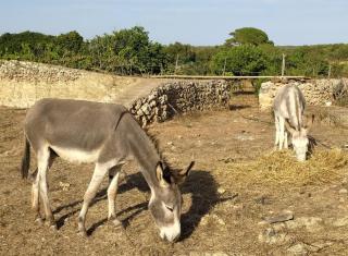 Gemütliches Ferienhaus in Alaior mit Privatem Pool - 8
