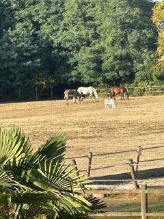 Les Roulottes des Amis de Wonky - Rétaud - 3