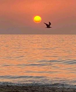 Villa Vulcano - Le Ville del Mediterraneo - 6