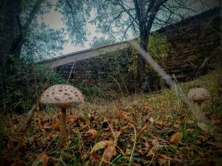 Molino de Tábara - 7