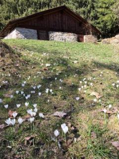 Chäs-Gruebi - Wohnung "Hirsch" 2-4 Personen - b48786 - 1