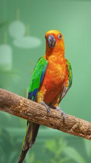 Hôtel du parc exotique - 2