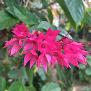 Casa da Jataí - Piscina e Pomar - Barra do Sahy - 6