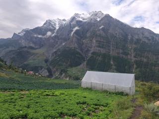 Shashni Homestay, Phugtal - 6