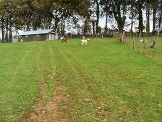 Centilen Pedr - Daffodil - Ukc7078 - 8