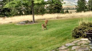 Secluded Rental Perfect for Groups on Private 40-Acre Estate in Northern Montana - 9