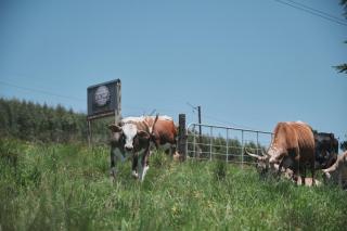 AfriCamps at Gowan Valley - 1