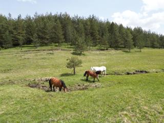 Hotel Borovi Forest Resort & Spa - 7