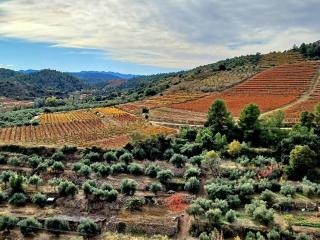 PRIORAT Ca la Iolanda "RELAX ESCALADA Y NATURALEZA" - 8