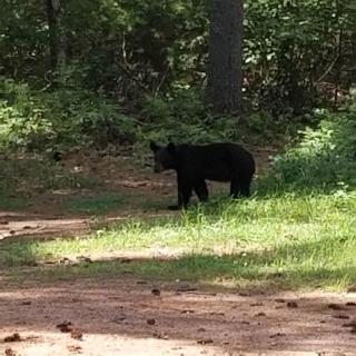 Log Cabin Elegance: Your Private Haven on 5 Acres of Hazelhurst Waterfront - 5