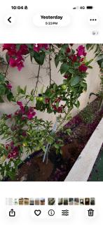 شالية السحاب - 7