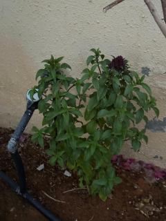 شالية السحاب - 9