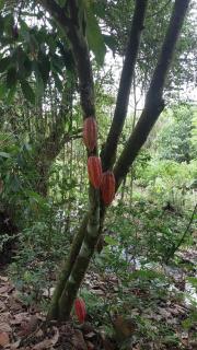 Casa Petar Betari - 1