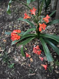 Weaver's Nest Cottage - Nature Escape - 8