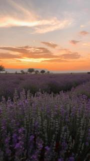 Bulgarka Guest House - Булгарка - 5