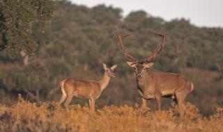 Molino de Tabara - 0