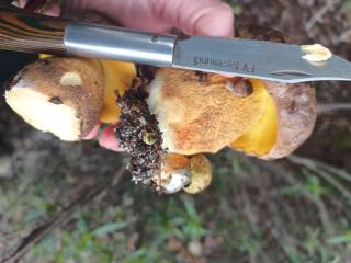 Molino de Tabara - 4