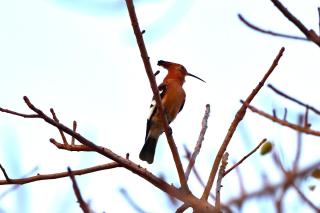 Villas do Indico Ocean Resort - 5