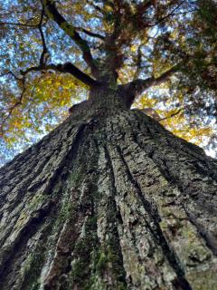 Apartment im Grünen -Garden - 6