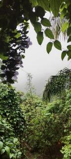 Mirador Jungle El Macuti - 3