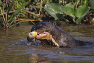 Pousada Flor da Chapada e Operadora de Turismo Chapada Expeditions - 4
