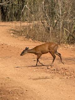 Pousada Flor da Chapada e Operadora de Turismo Chapada Expeditions - 5