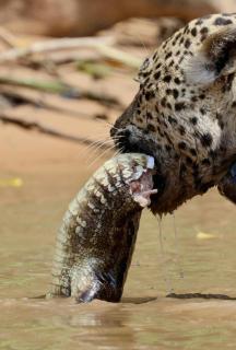Pousada Flor da Chapada e Operadora de Turismo Chapada Expeditions - 9