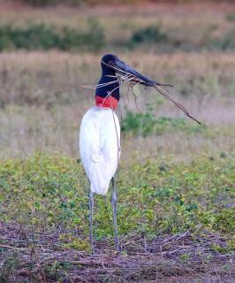 Pousada Flor da Chapada e Operadora de Turismo Chapada Expeditions - 2