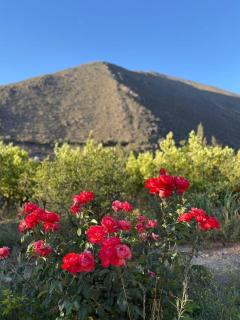 VALLE DEL ELQUI,Diaguitas, Vicuña - 6