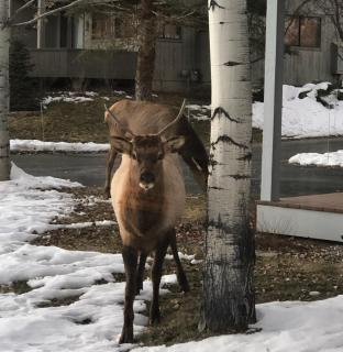 3BD-3BA Ski Chalet - Views + Resort Amenities! - 2