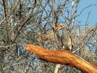 Big Cats Namibia Farmstay & Tours - 8