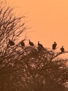 Big Cats Namibia Farmstay & Tours - 7
