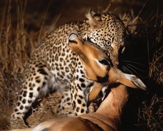 Big Cats Namibia Farmstay & Tours - 6