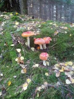 Ferienwohnung Dittrich - 4