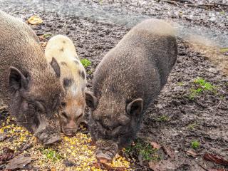 4 person holiday home in Højer - 6