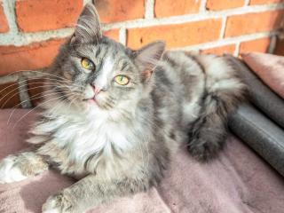 4 person holiday home in Højer - 3