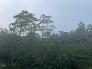 Sinharaja Eliphinity Hotel and Restaurant - 8