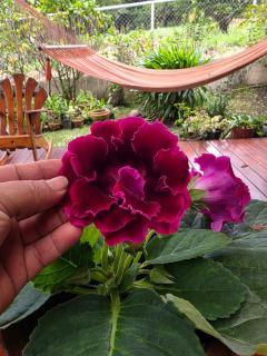 Hostal Casa Pedro Boquete - 5